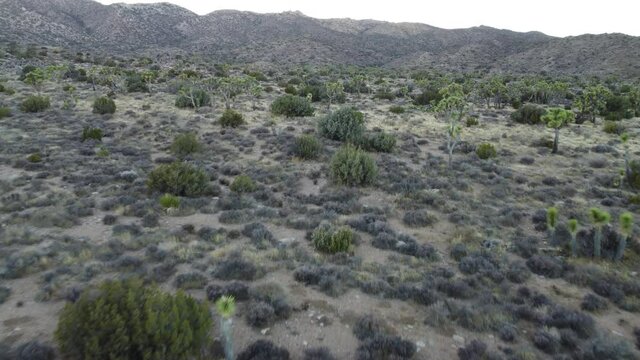 Joshua Tree National Park