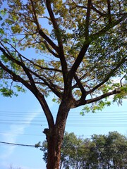 A tall tree with lush leaves and a clear sky behind it