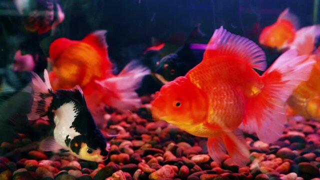 video slow motion of Beautiful fish swim in the glass tank of the ornamental fish shop.
