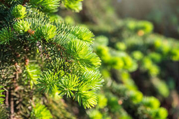 Fir branches with fresh shoots in spring.