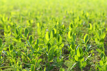 Young pea plant growing on the field. Spring season.