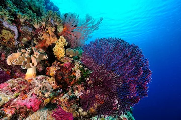Foto op Canvas Een foto van het koraalrif © ScubaDiver