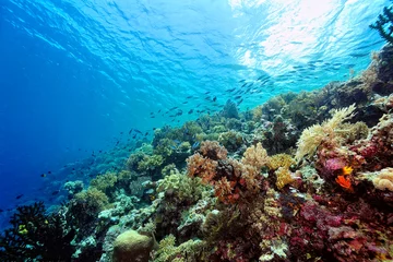 Foto auf Leinwand Ein Bild vom Korallenriff © ScubaDiver