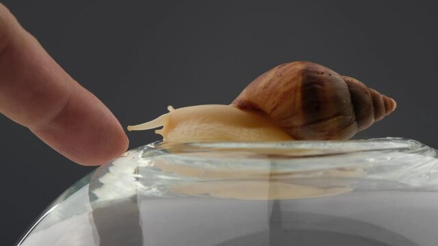 Close-up of a snail crawling around a round glass aquarium on a white background. The use of shellfish in cosmetology.
