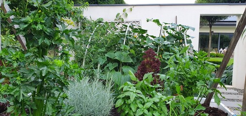 Uprawa ziół, przypraw i warzyw w warzywniku w oieknym ogrodzie
