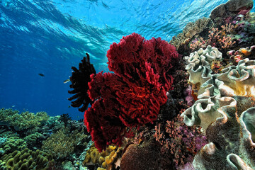 A picture of the coral reef