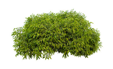 Tropical plant flower bush tree isolated on white background with clipping path