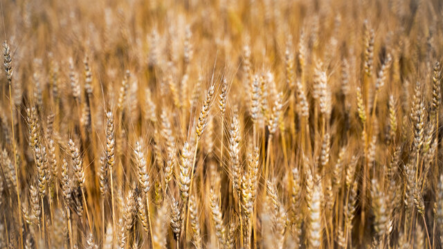 Close up of a wheat field outside of Louisville, Kentucky