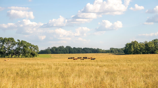 Cows grazing a pasture outside of Louisville, Kentucky. There are dozens of cows that feed on these pastures about 30 minutes outside of Louisville.
