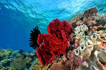 Schilderijen op glas Een foto van het koraalrif © ScubaDiver