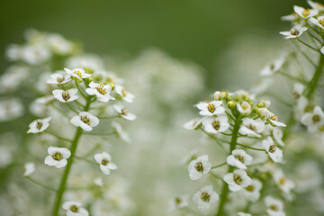 flowers in the field