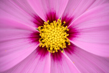 close up of pink flower