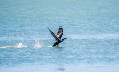 Black Cormorant flying over the sea. The great cormorant, Phalacrocorax carbo
