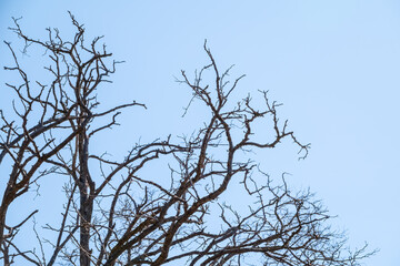 Autumn or winter tree branches without leaves against a clear blue sky.