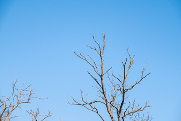Autumn or winter tree branches without leaves against a clear blue sky.