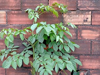 A growing Peka tree beside an old red brick wall.