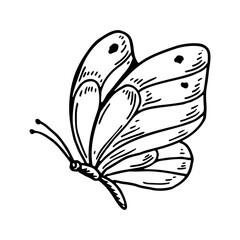 Hand drawn butterfly isolated of white. Vector illustration in sketch style