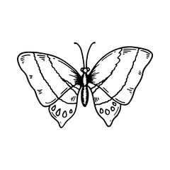 Hand drawn butterfly isolated of white. Vector illustration in sketch style