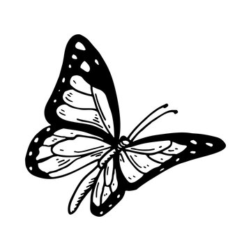 Hand drawn monarch butterfly isolated of white. Vector illustration in sketch style