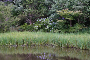 紫陽花咲く池のほとり