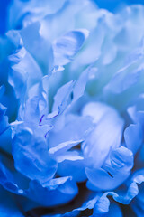 Botanical concept, invitation card - Soft focus, abstract floral background, pale blue peony flower petals. Macro flowers backdrop for holiday brand design © OLAYOLA