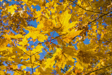 Yellow autumn leaves against a blue sky on a sunny day