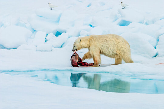 Polar bear (Ursus maritimus) with ringed seal (Pusa hispida) kill as ivory gulls (Pagophila eburnea) watch and wait, Svalbard, Norway