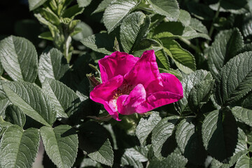 pink rose in the garden