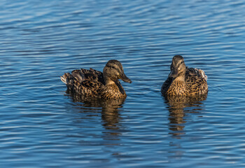 ducks on the lake