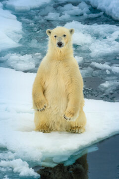 Polar Bear (Ursus Maritimus) Sitting Up On Pack Ice, Svalbard, Norway