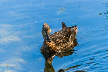 duck in the water