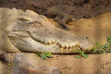 Saltwater crocodile