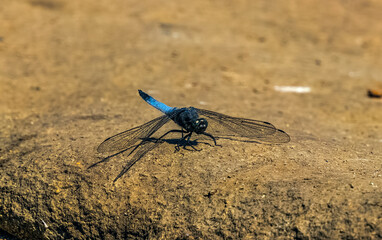 dragonfly on the wall