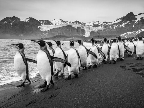 King Penguins (Aptenodytes patagonicus) gather along the shoreline at Gold Harbor, South Georgia