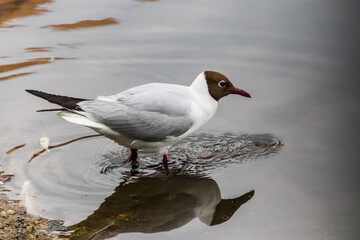 black headed gull