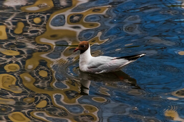 seagull on the water