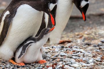 Gentoo Penguins (Pygoscelis papua) mother feeding chick at Neko Harbor on the Antarctic Peninsula, Antarctica