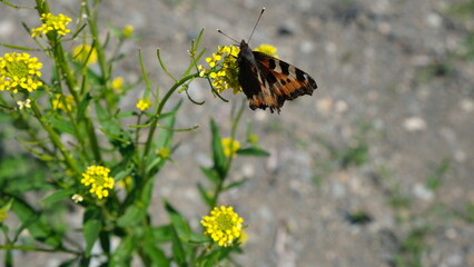 butterfly on a yellow flower by a river on the Kamchatka peninsula in the far east of Russia