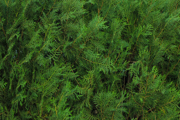 Green tree in garden for background