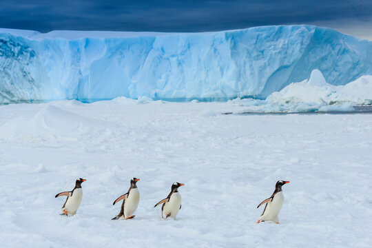 Gentoo Penguins (Pygoscelis papua) on pack ice in Lemaire Channel, Antarctica