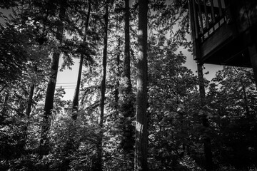 Beautiful backyard in Oregon