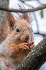 The squirrel with nut sits on a branches in the spring or summer. Portrait of the squirrel close-up