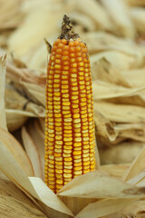 The corn or maize in the sweet corn field.