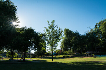 Peaceful summer park