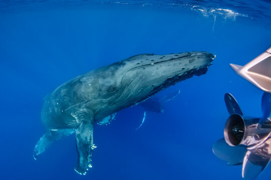Underwater Photo, Tourist watches Humpback Whale (Megaptera novaeangliae) swim under boat, Maui, Hawaii