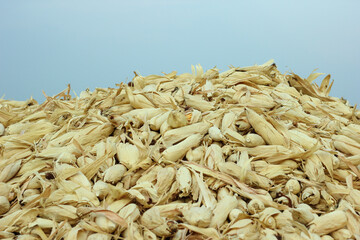 dry corn fruit at agriculture field