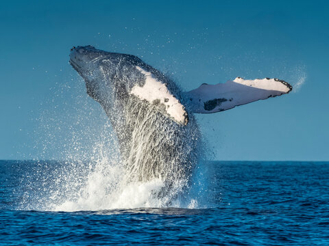 Breaching Humpback Whale (Megaptera novaeangliae), Maui, Hawaii