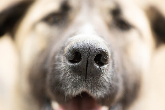 Macro photography, the nose of a large dog