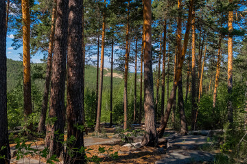 forest in autumn