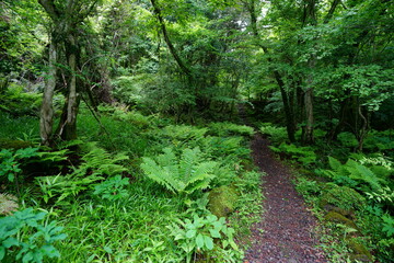 a refreshing spring forest with a path